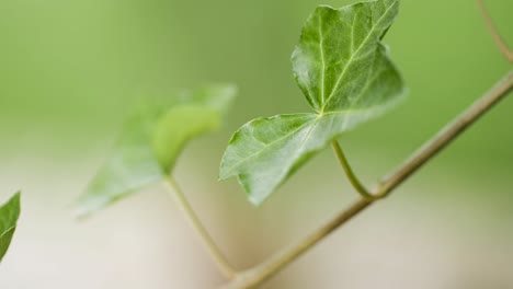 a single ivy tendril moves in the wind