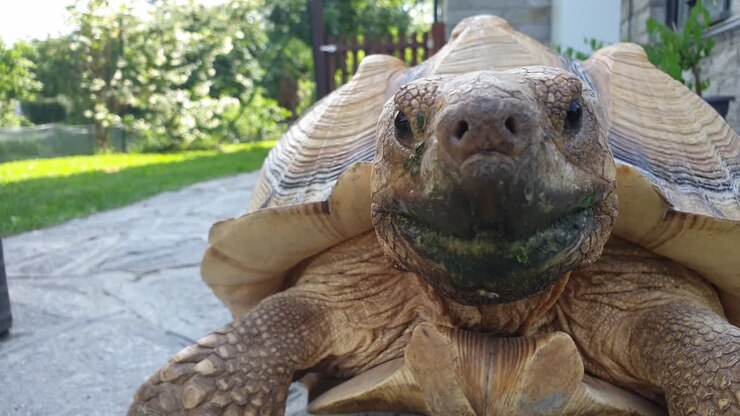 Close-up low-angle perspective of motionless big turtle staring at camera