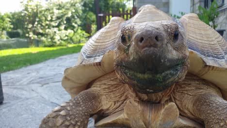 close-up low-angle perspective of motionless big turtle staring at camera