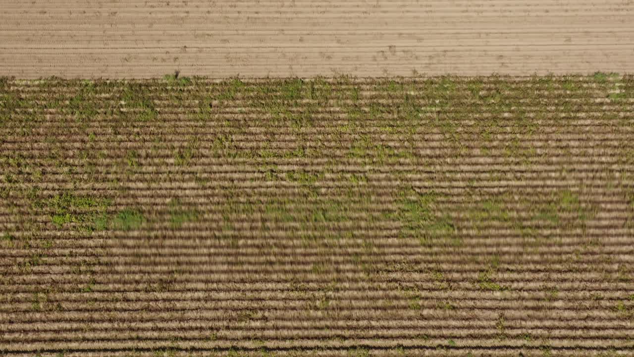 위에서 트랙터로 감자를 수확하고 여름의 자연 요소로 들판과 숲 위로 드론 샷을 기울입니다.