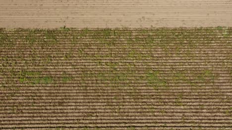 potatoe harvesting with a tractor from above, tilt up drone shot over a field and forest as nature element of the summer