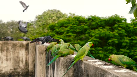 Papageien,-Tauben-Und-Eichhörnchen,-Die-Morgens-Reis-Essen,-Umgeben-Von-Bäumen