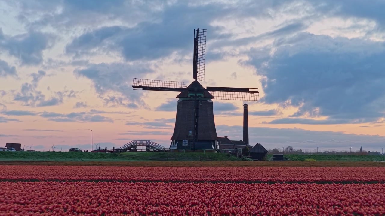 Majestetisk gammel vindmølle i silhuett mot en fargerik solnedgangshimmel. Kameraet avslører et fantastisk felt med levende røde tulipaner i full blomst