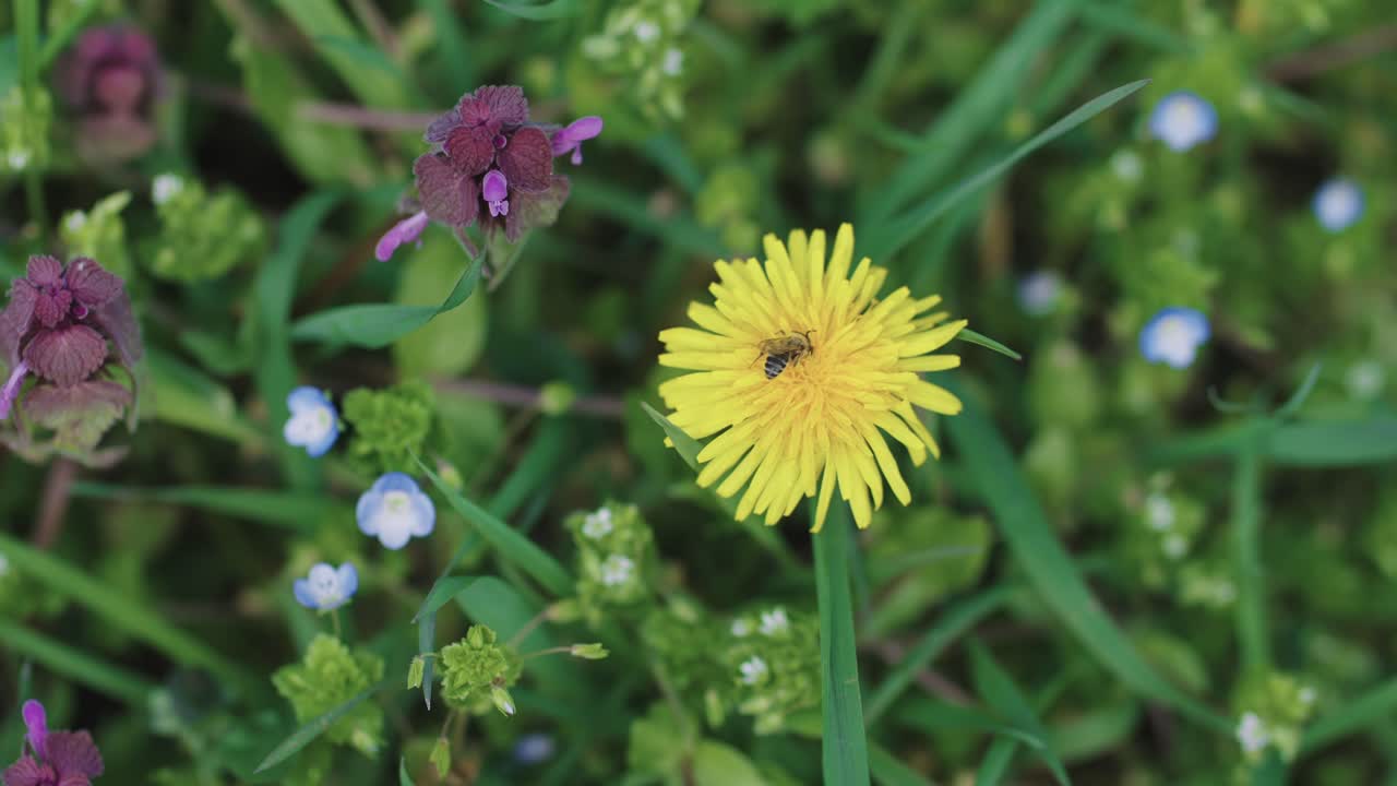 miel de abeja recogiendo polen en flor de diente de león amarillo
