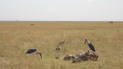 vultures and marabou storks pick over the remains of a dead wildebeest on the eastern plains of the african savannah