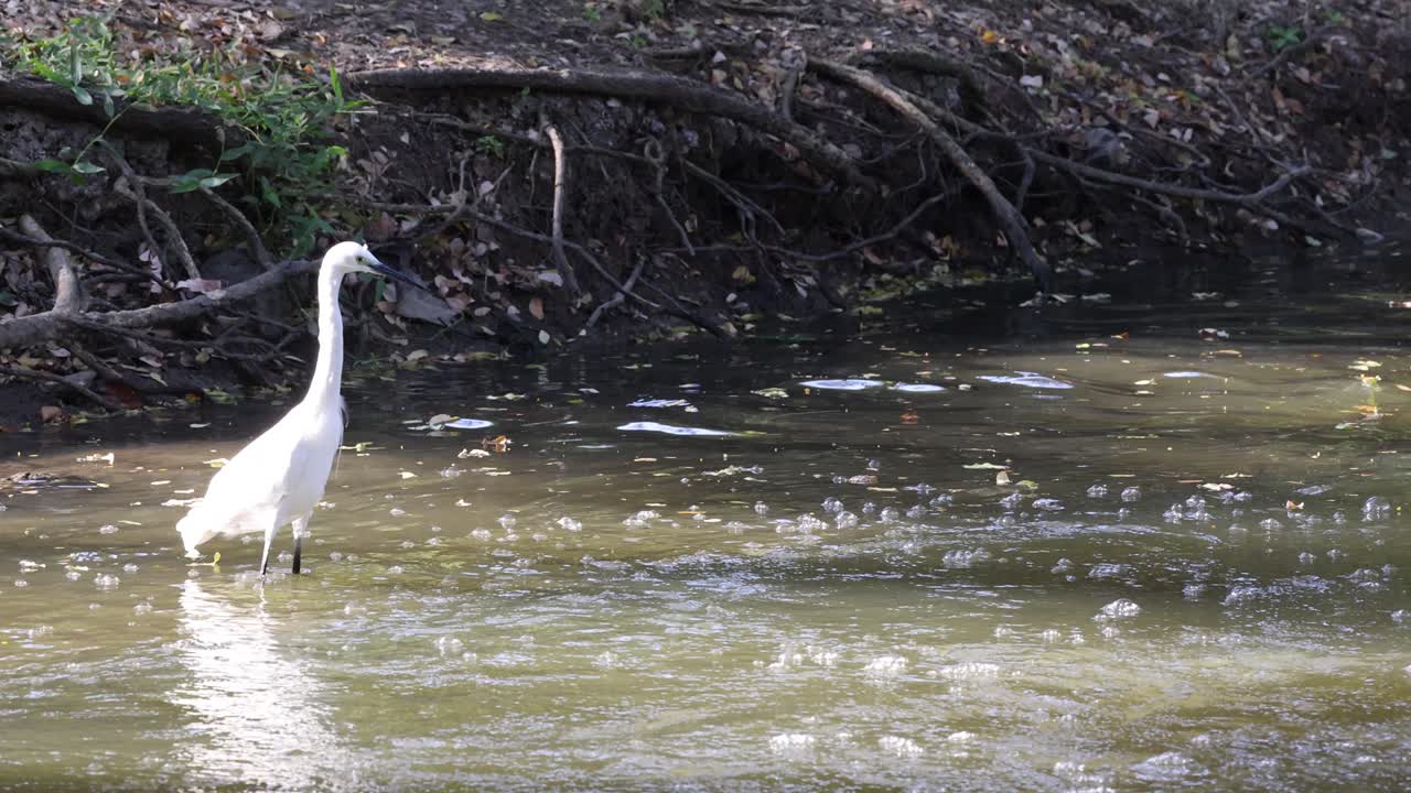 호랑이 가 강변 을 따라 음식 을 찾고 있다
