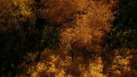 el dosel del bosque de otoño desde arriba