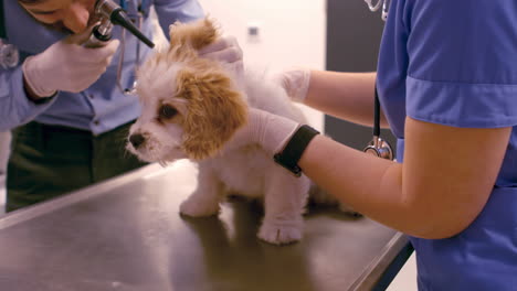 vet examining the dog