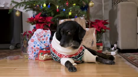 a black senior labrador dog wearing a christmas-themed sweater as it lies on the ground in front of a decorated christmas tree and gifts