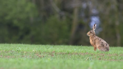 hare sitting in grassy field 02