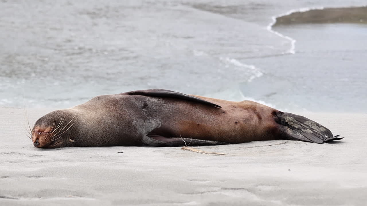 뉴질랜드 에서 새끼 를 낳는 바다 사자 의 초상화