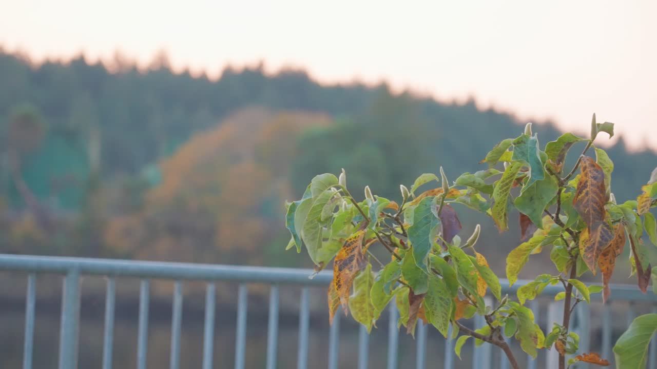수풀과 난간의 측면 팬