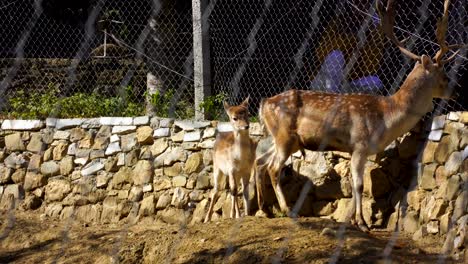 Ciervo-Con-Cuernos-Grandes-Y-Su-Pequeño-Se-Paran-Frente-A-Los-Visitantes-En-El-Parque-Rodeado-Por-Una-Cerca