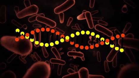 animación de la cadena de adn que gira sobre las células sanguíneas