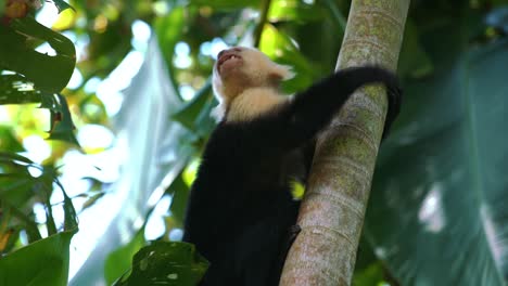 slow motion footage of a social, cute and curious capuchin monkey on a tree at manuel antonio national park in costa rica