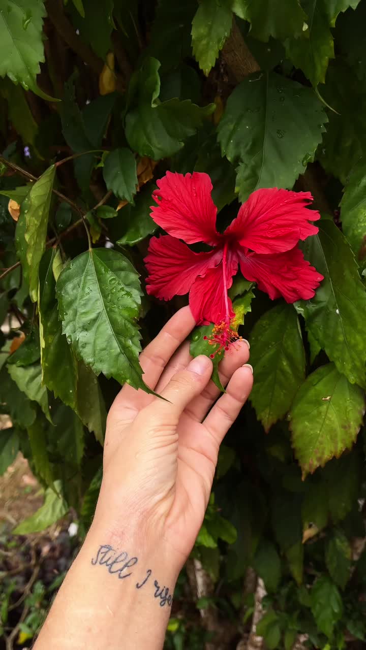 Mano che tiene un fiore di ibisco rosso con tatuaggio 'Still I Rise'