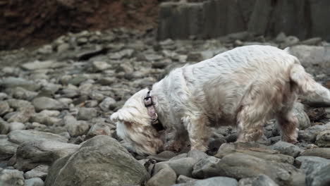 adorable pet white terrier sniffing his way through the rocks - close up