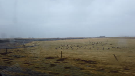view on beautiful yellow golden flat icelandic landscape from the car, rainy weather