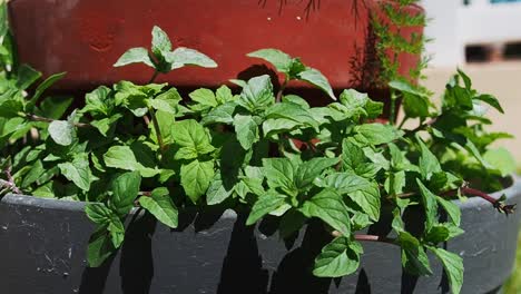 mint plant in a pot