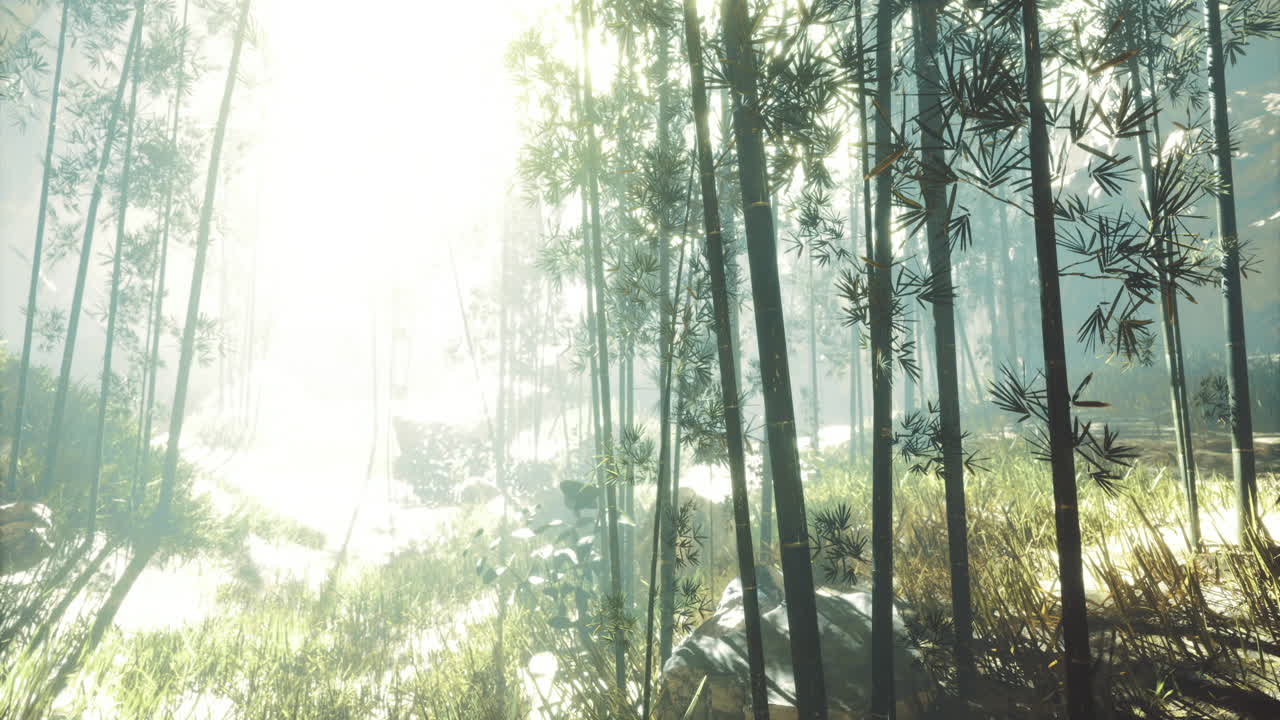 Sunlight filters through a dense bamboo forest creating a tranquil atmosphere