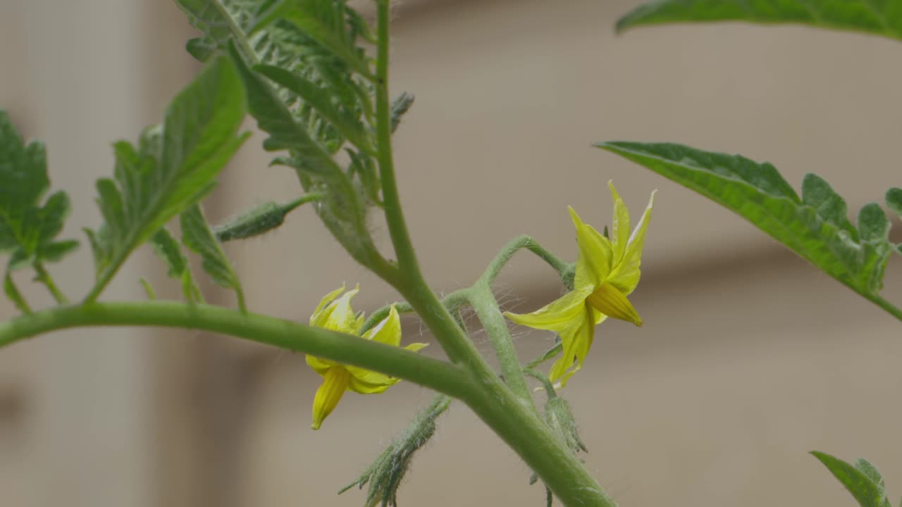 토마토 식물의 꽃