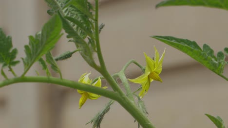 the flower of a tomato plant