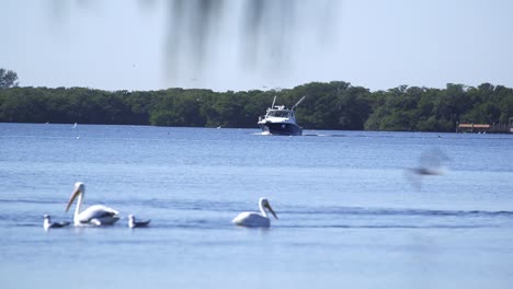 large fishing boat with sonar in background, white pelicans and seabirds fly in foreground on florida bay