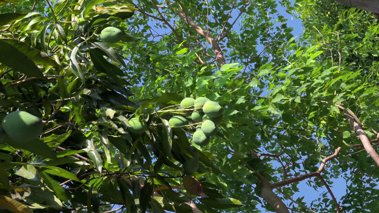 ramo de fruta de mango verde que crece en el árbol con hojas que se mueven con el viento