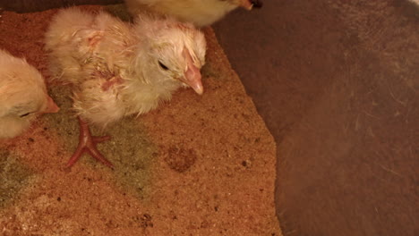 Babyhuhn-Fängt-Käfer-Und-Versucht,-Ihn-In-Zeitlupe-Zu-Fressen