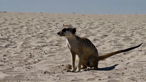 meerkat in the desert