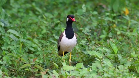 el avefría de barbas rojas es una de las aves más comunes de tailandia