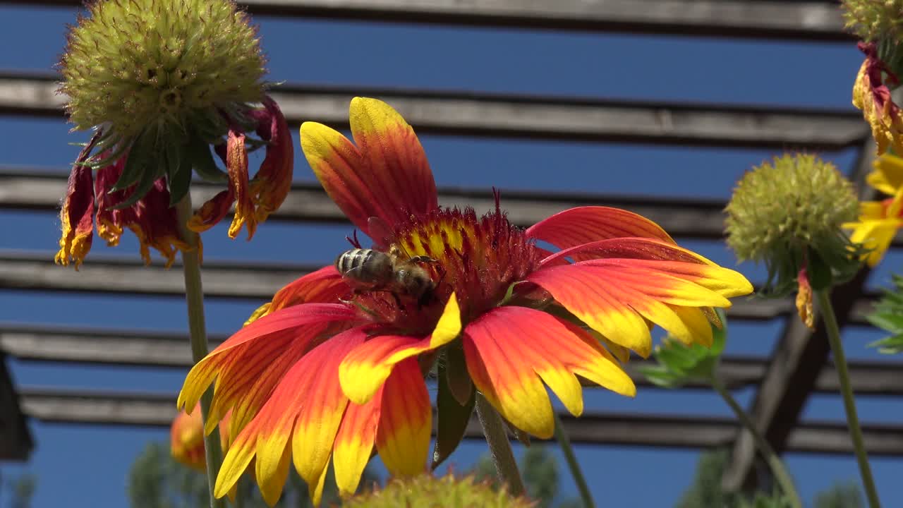 abeja melífera aterrizando en una gran flor roja, naranja y amarilla, bebiendo néctar y volando