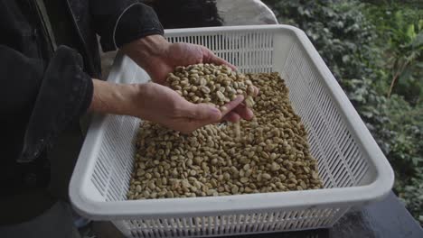 coffee bean processing