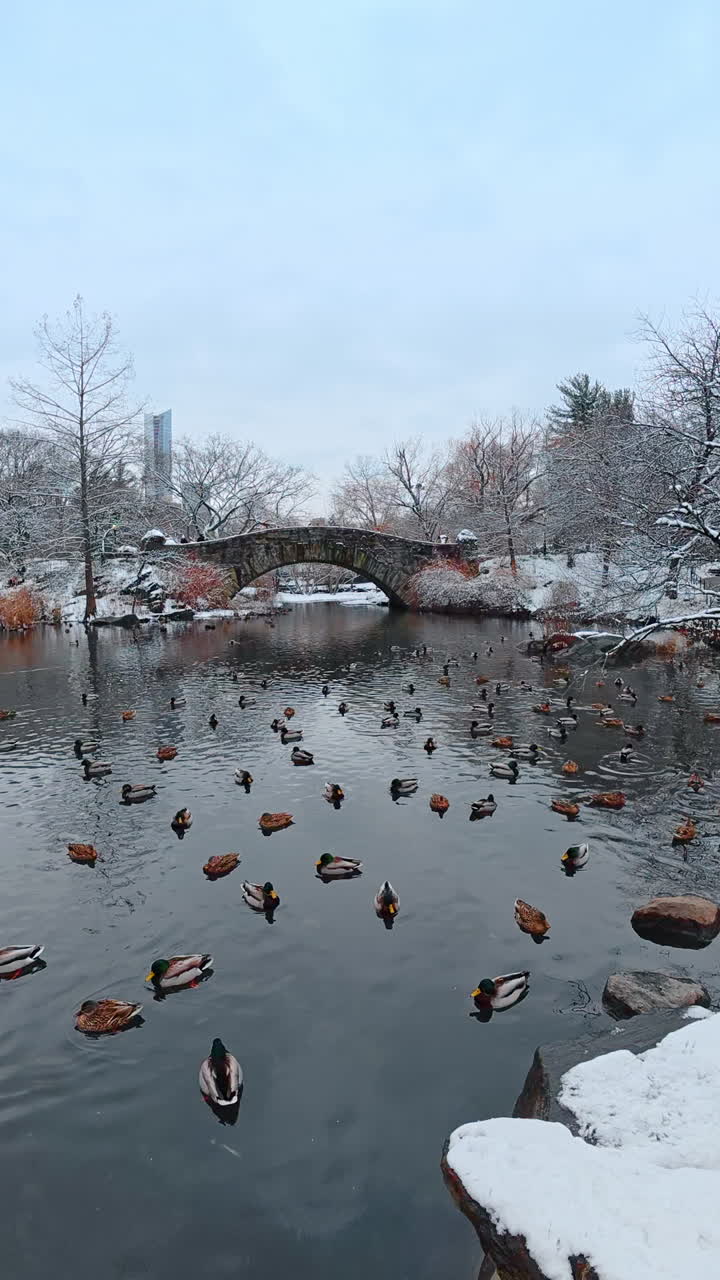 Numerous wild ducks swimming in the pond in winter. Bare trees of the Central Park and stunning skyscrapers at backdrop. Vertical video