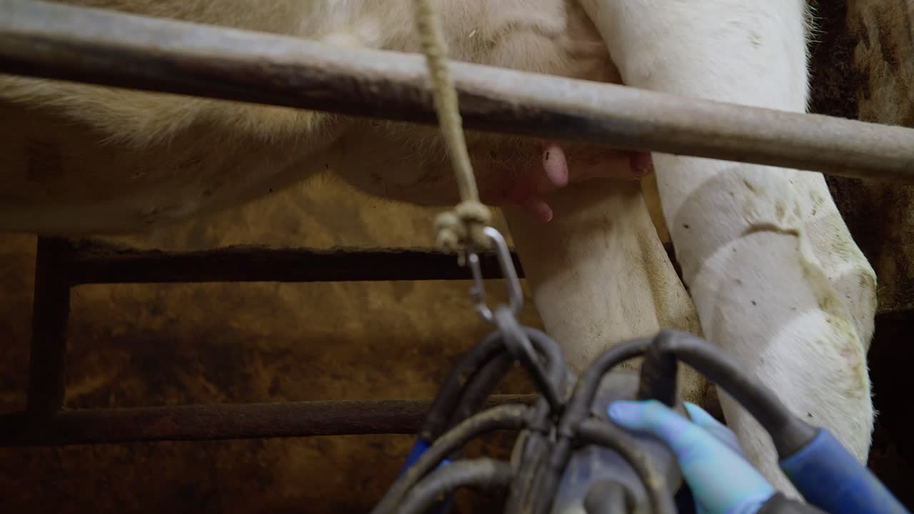 Il processo di mungitura delle mucche in un caseificio. Fattoria moderna tecnologicamente avanzata. Viene utilizzata una mungitrice automatica per mucche. Industria lattiero-casearia. Grappoli di mungitura in funzione