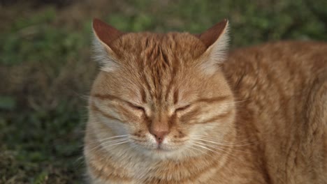 Gato-Naranja-Amarillo-Mirando-A-Su-Alrededor-Y-Jugando-En-Cámara-Lenta-4k-Uhd