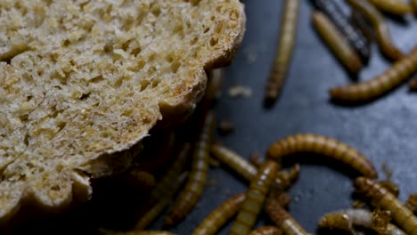 the mealworm is a species of darkling beetle used to feed pets like fish, snakes, birds, and frogs