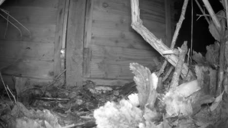 a small field mouse comes out of a fence and then goes back in