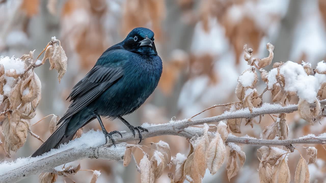 En slående scene af en smukt fjerklædt sort fugl, der sidder på en frostklar gren omgivet af vinterløv, hvilket viser naturens fredfyldte skønhed i den kolde årstid