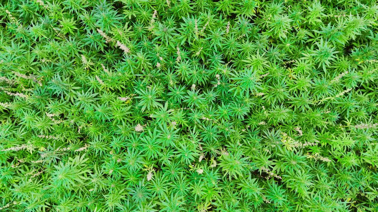 вид с вершины поля конопли с растениями каннабиса в природе в солнечный день - орбитальный снимок