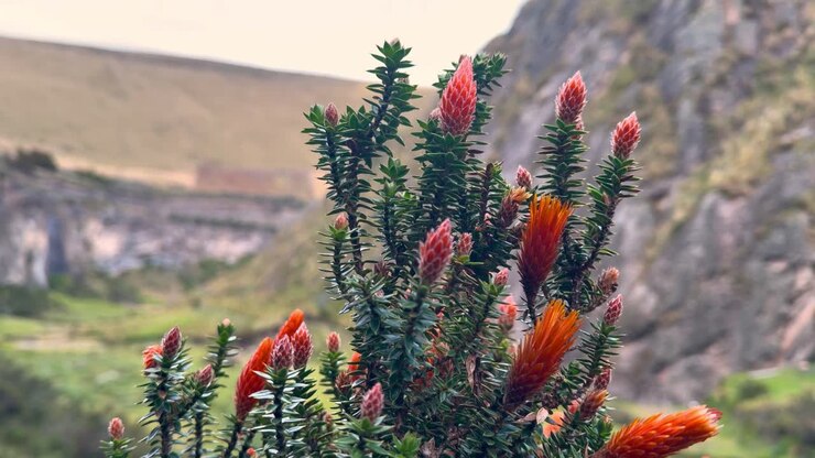Primo piano manuale del fiore di Chuquiragua (Chuquiraga jussieui), noto anche come Fiore delle Ande, caratterizzato da inconfondibili petali arancioni appuntiti su uno sfondo montano sfocato a San Ju