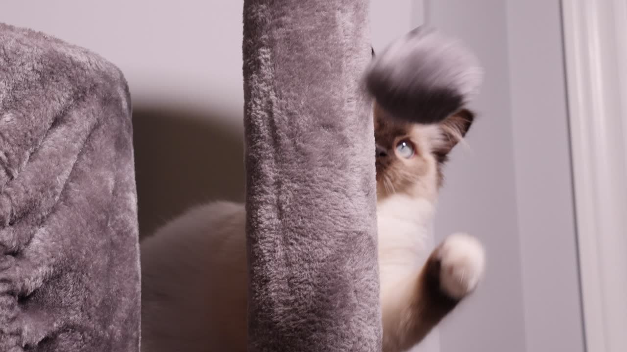 Gatto Ragdoll Bianco che gioca con una palla soffice sul tiragraffi.