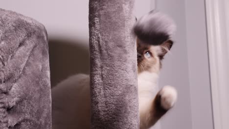 gato ragdoll blanco jugando bola esponjosa de pelo en el árbol del gato