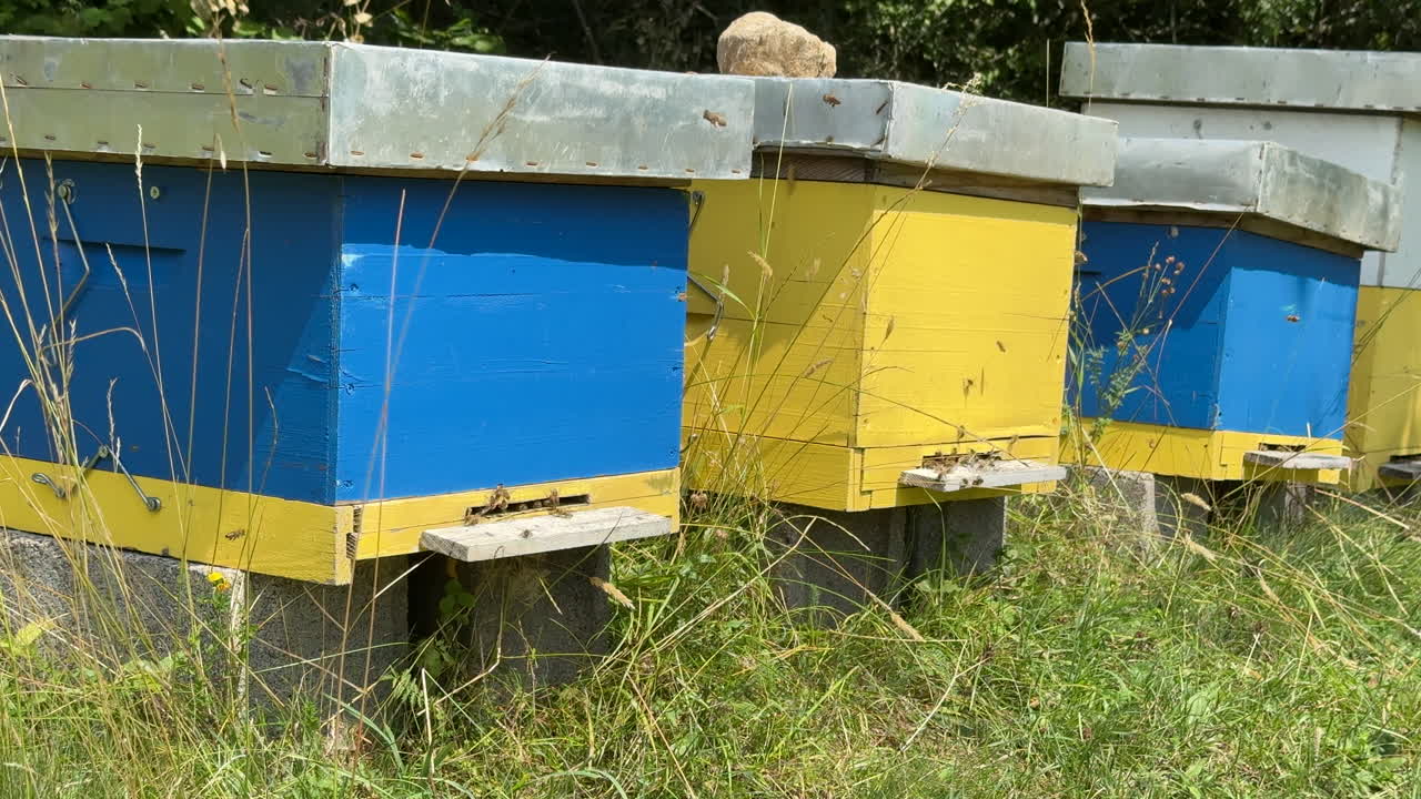 Alveari in un paesaggio rurale