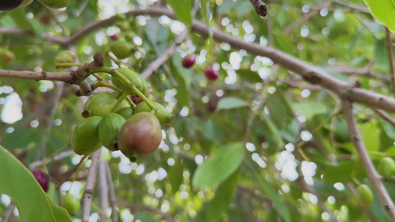 Primo piano di un piccolo grappolo di frutti di Jamun che pendono da un ramo. Le bacche in via di sviluppo mostrano tonalità verdi e rosate mentre maturano tra un rigoglioso fogliame tropicale.