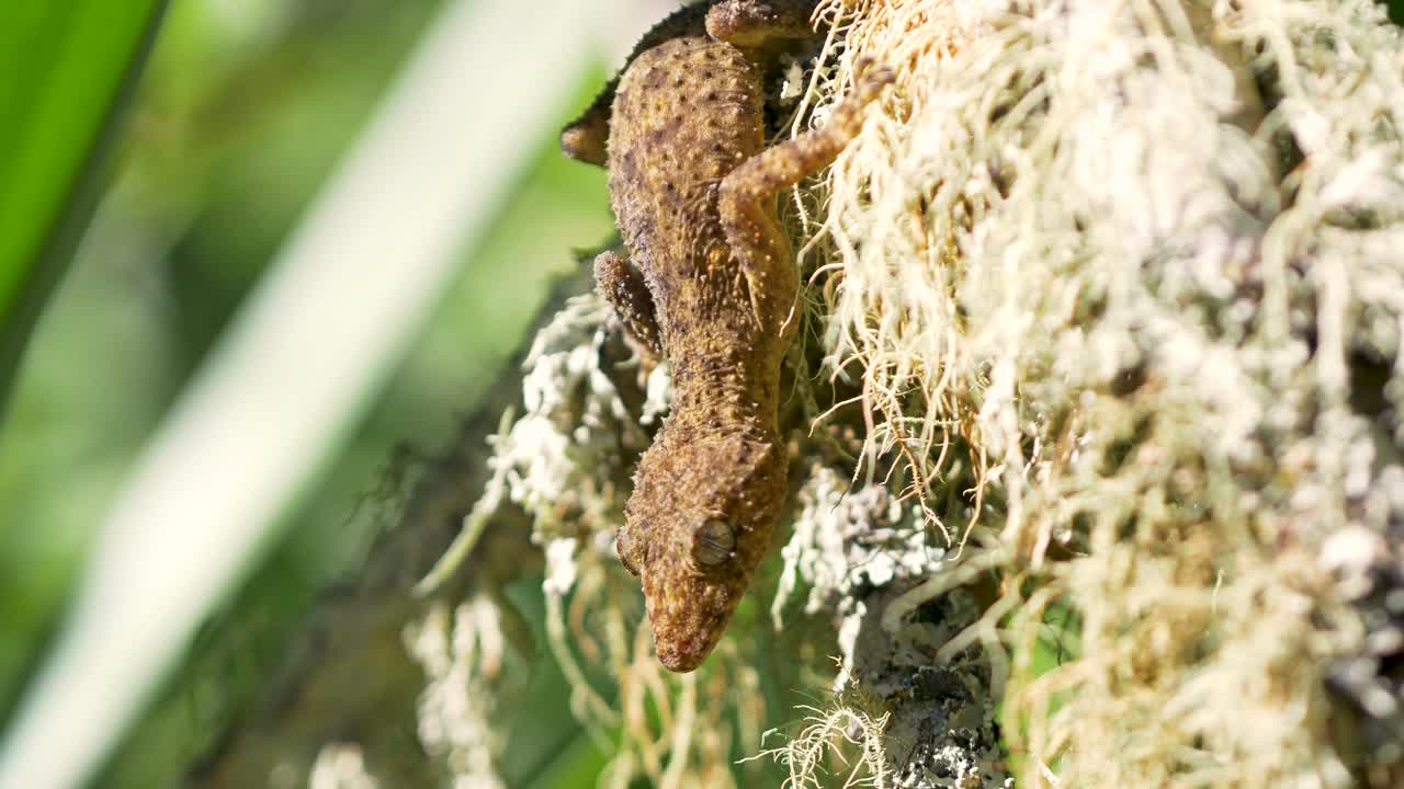 Slow motion close-up of gecko type lizard reptile animal species basking in outdoor sun and climbing on mossy camouflaged branch in Australian bushland nature environment ecosystem habitat wildlife
