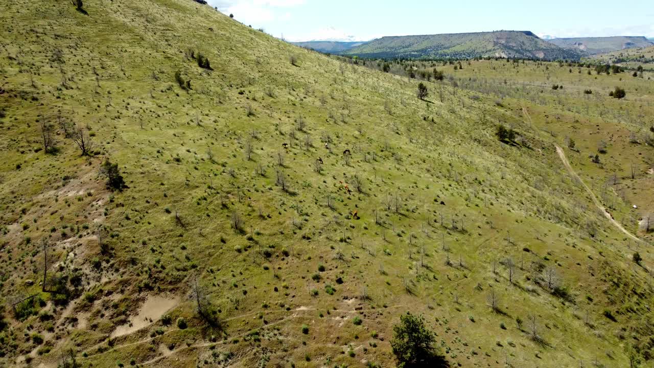 US, Oregon, Warm Springs, , 2025-04-21 - Drone view of wild horses roaming the tribal lands near the Deschutes River. High desert of central Oregon, in Spring.