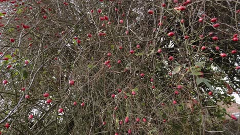 a whole load of ripe, rose hips ready for picking on a dog rose bush in a uk garden