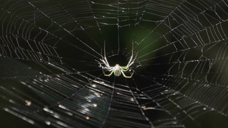 white spider weaving cobweb in the middle of nature park isolated at bokeh background