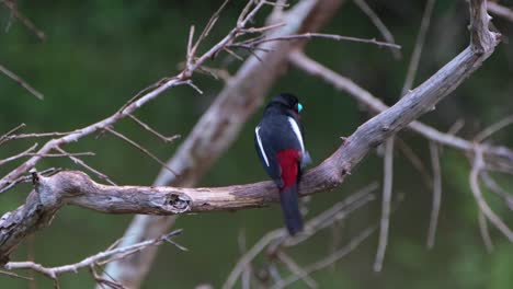 visto desde atrás en una rama desnuda mientras se rasca la cabeza después de un baño, pico ancho negro y rojo, cymbirhynchus macrorhynchos, parque nacional kaeng krachan, tailandia